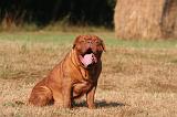 DOGUE DE BORDEAUX 391